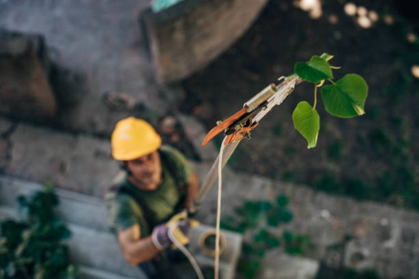 Best Leaf Removal  in Ceres, CA